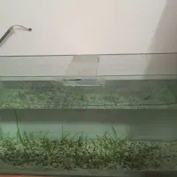 اکواریوم بزرگ|ماهی|نیشابور, گنبد سبز|دیوار