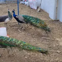 جوجه طاووس|پرنده|فرح آباد, |دیوار