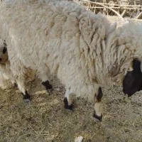 پاچن نسل دار..دو تا گتور