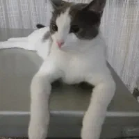 واگذاری گربه رایگان|گربه|تهران, زیبادشت|دیوار