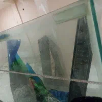 اکواریوم شیشه سکوریت