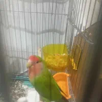 طوطی برزیلی