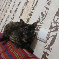 واگذاری گربه