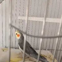 عروس هلندی گم|حیوانات|همدان, |دیوار