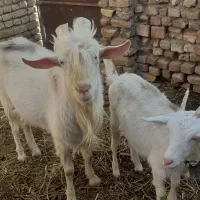 بزغاله ماده سانن ونر بز سانن|حیوانات مزرعه|تربتحیدریه, بازار|دیوار