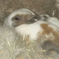 باسلام خدمت دوستان عزیز انواع بچه خرگوش محلی موجود