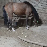 کره مادیان|اسب و تجهیزات اسب‌سواری|ملایر, |دیوار