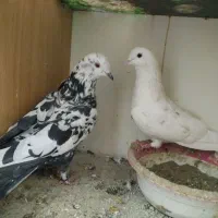 کبوتر گم شده