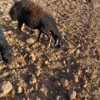 یک عدد گوسفند چال|حیوانات مزرعه|حلب, |دیوار