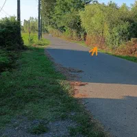 زمین مسکونی ۳۴۶ متر بر اصلی مالفجان چفلکی