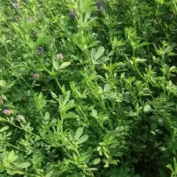 یونجه پرس درجه یک