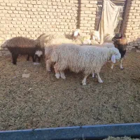 ۳بره ماده و۲ بره نر