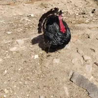 سربریدن بوقلمون