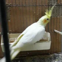 عروس هلندی لوتینو