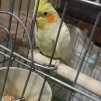 فروش عروس هلندی مولد|پرنده|اصفهان, ارداجی|دیوار