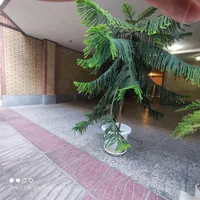 کاج مطبق سر حال و سرزنده