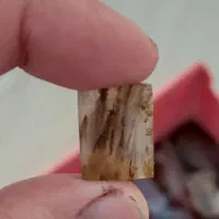 نگین شجر|کلکسیون اشیاء عتیقه|فردوس (خراسان), |دیوار