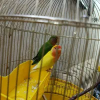 طوطی برزیلی