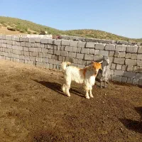 بیگ نر تخمی|حیوانات مزرعه|بلداجی, |دیوار