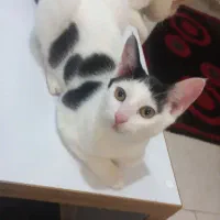 گربه|گربه|رشت, استقامت ۲|دیوار