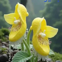 حواله سمند سورن XU7P