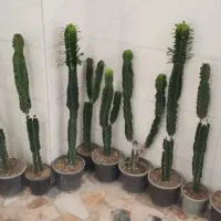کاکتوس افوربیا فقط و فقط ۲۴۹ ت