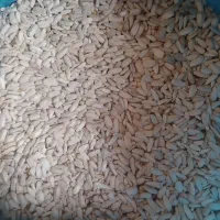 تخمه آفتابگردان محلی سفید و خوشمزه