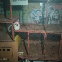 گاری مرغ خورس