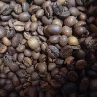 پخش قهوه مجنون