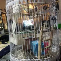 ۱جفت عروس هلندی باقفس