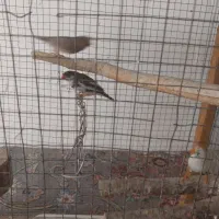 فنج کاکولی با جفت کن چبی شیک