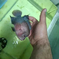 فلاور نر زیبا