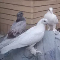 یکی مفلق ودو تا کار