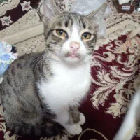 گربه خانگی|گربه|سبزوار, قصبه غربی|دیوار