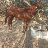 مادیون|اسب و تجهیزات اسب‌سواری|بندر گناوه, |دیوار