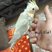 عروس هلندی|پرنده|پاکدشت, حصار امیر|دیوار