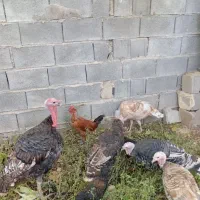 فروش چهار عدد بوقلمون ماده