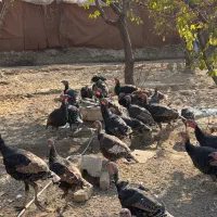 بوقلمون رسمی ۳۰ عدد|حیوانات مزرعه|تنکمان, |دیوار