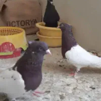 باسلام خدمت دوستان عشق باز کله سرخ وزرد