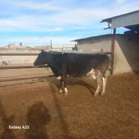 گاو آبستنی بالا