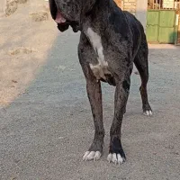 سگ گریدین اصل|سگ|کرمانشاه, |دیوار