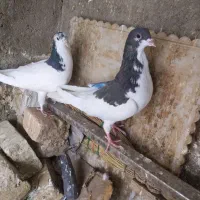 شستی