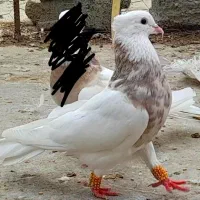 طوقی|پرنده|کلاله, |دیوار