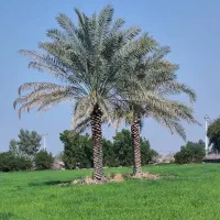 نخل|خدمات باغبانی و درختکاری|شوشتر, |دیوار