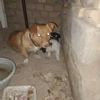 توله سگ پا کوتاه