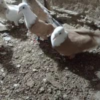 کفتر|پرنده|سبزوار, قصبه شرقی|دیوار