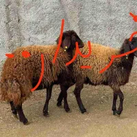 ۴۵راس بره افشاری یا چال