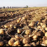 اکیب برای بار کردن سیب زمینی میخوام