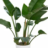 درختچه طبیعی نیکولای