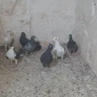 ۵تا کفتر بومب از شهرستان اوردم ماده۴جوجه۱|پرنده|مشهد, رده|دیوار